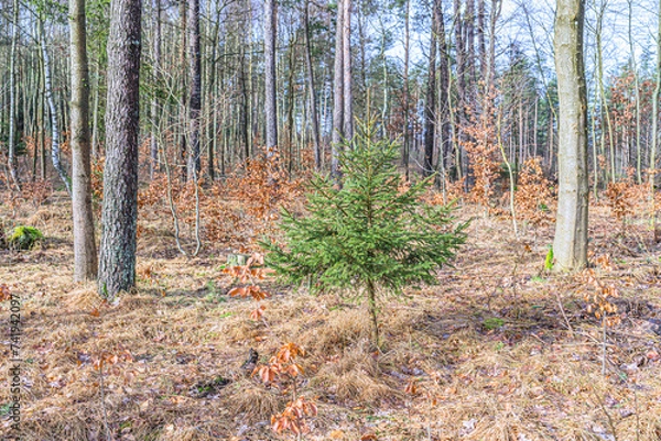 Obraz Świerk Pospolity, Picea abies