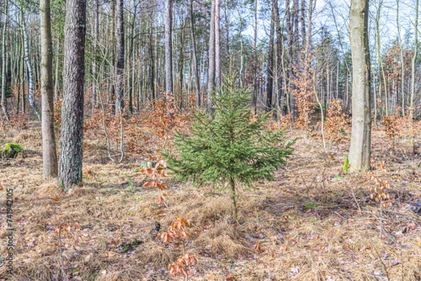 Obraz Świerk Pospolity, Picea abies