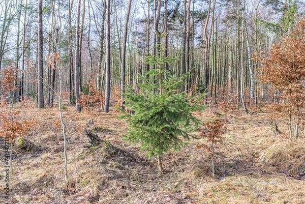 Obraz Świerk Pospolity, Picea abies