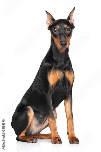 Obraz German pinscher