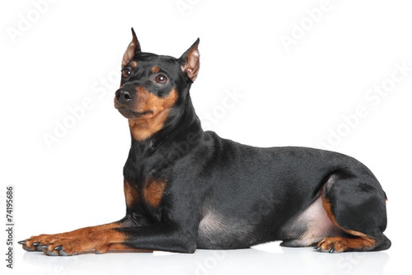 Obraz German Pinscher
