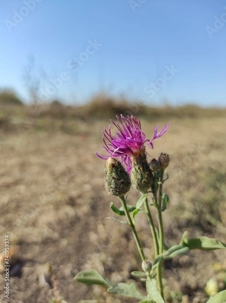 Obraz flower in the desert