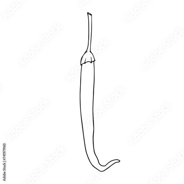 Fototapeta Linear sketch, outline, coloring of a hot chili pepper. Vector graphics.