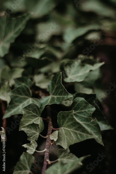 Obraz Ivy leaves on the ground