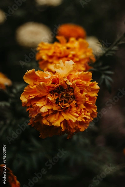 Obraz Orange carnation flower