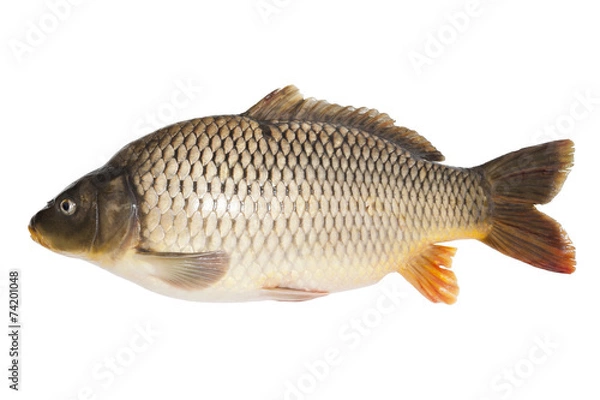 Fototapeta Weihnachtskarpfen