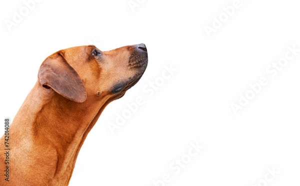 Fototapeta Portrait of dog from the side looking up isolated on white background. Rhodesian ridgeback 