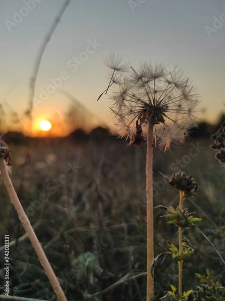 Obraz sunset in the grass