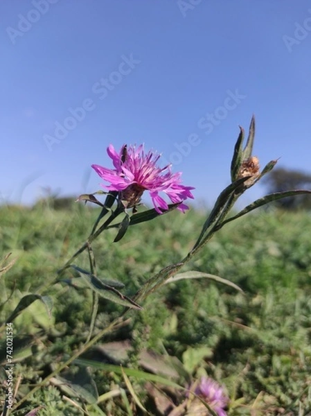 Obraz flower on a meadow