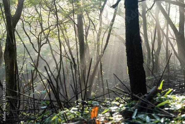 Obraz 韓国岳の大浪池登山道