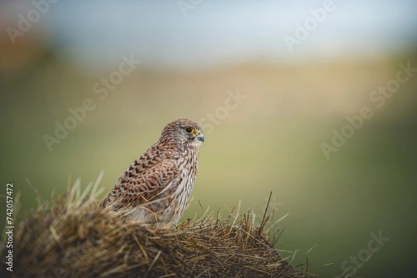 Fototapeta Kestrel