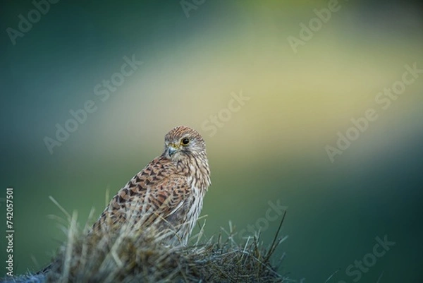 Fototapeta Kestrel