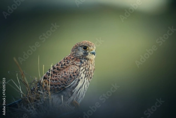 Fototapeta Kestrel