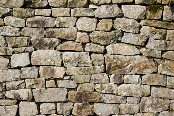 Obraz 苔の背景　テクスチャ