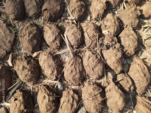 Obraz Bird’s Eye View of Traditional Cow Dung Cakes Drying