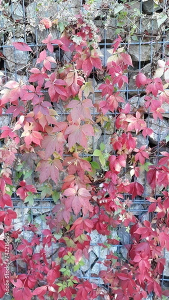 Fototapeta a bunch of red leaves of Virginia creeper on a wire fence