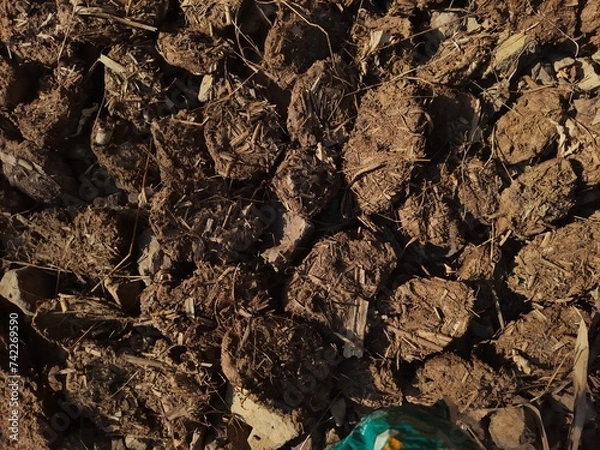 Obraz High Angle View of Sun-Drying Cow Dung Cakes