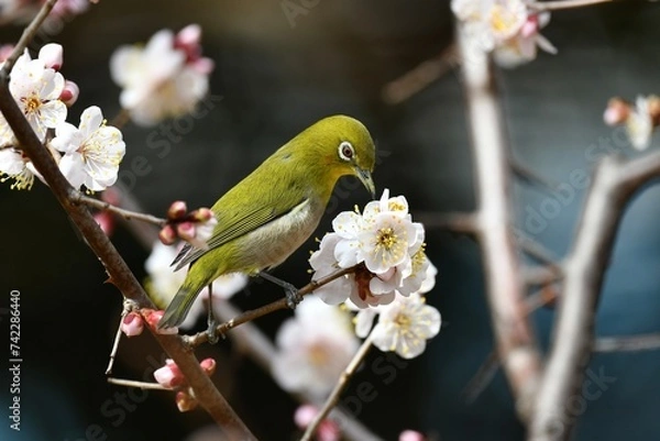 Obraz 梅とメジロ