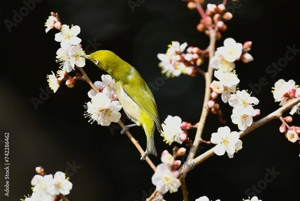 Obraz 梅とメジロ