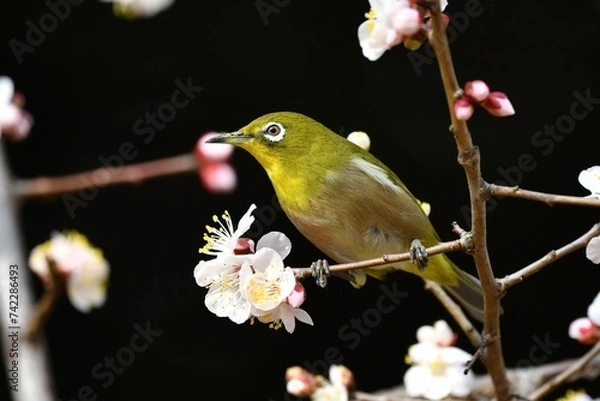 Obraz 梅とメジロ