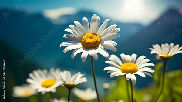 Obraz Daisy flower background, spring nature background