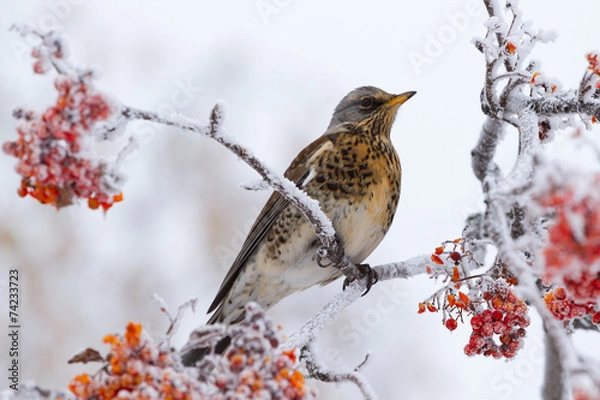 Obraz Thrush siting on a rowan tree