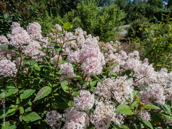 Fototapeta Jersey tea ceanothus, red root, mountain sweet or wild snowball (Ceanothus americanus) having thin branches flowering with white flowers in clumpy inflorescences in garden in summer