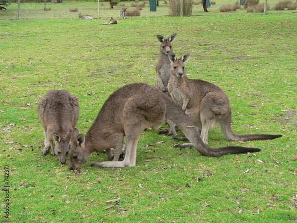 Fototapeta kangaroos