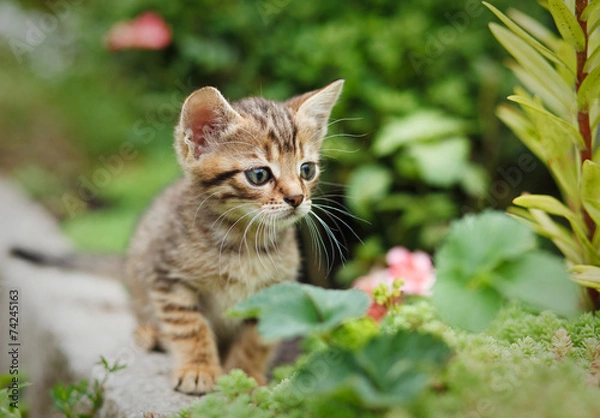 Obraz tabby kitten