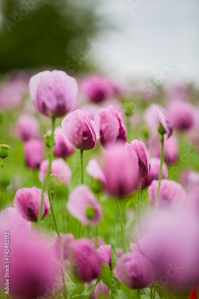 Fototapeta Lila Mohn, Mohnfeld in Bad Salzufeln, Juni 2023 