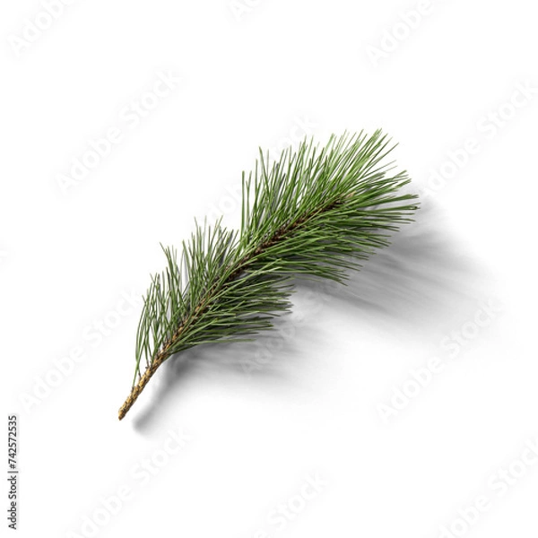 Obraz Small Conifer Twig