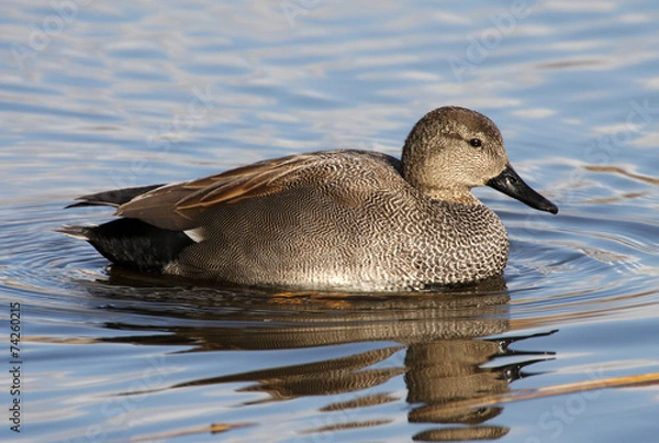 Obraz Gadwall - Anas strepera