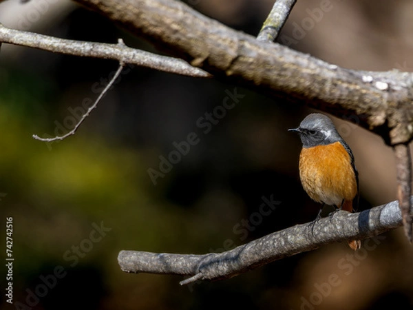 Obraz ジョウビタキのオス