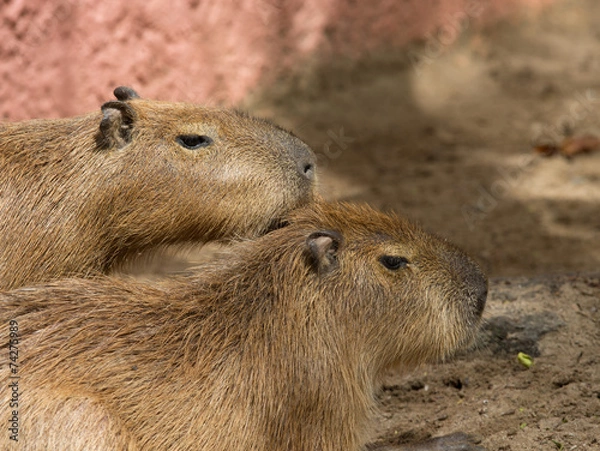 Obraz Capybara