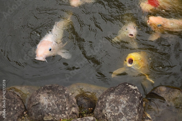 Obraz 池で泳ぐ鯉