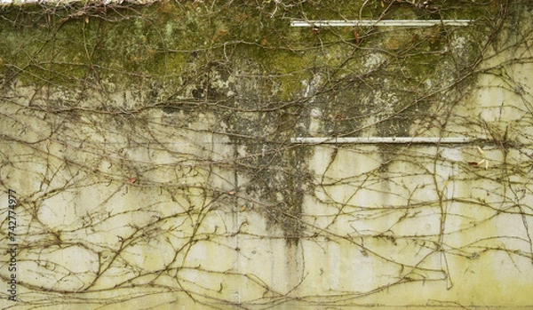 Obraz 壁に這う蔦