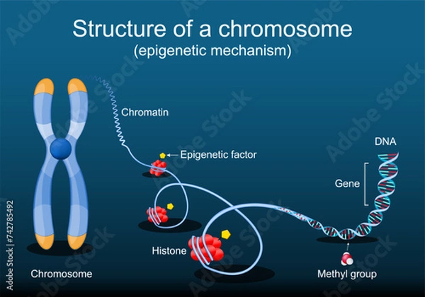 Fototapeta Structure of a chromosome. Epigenetic mechanism