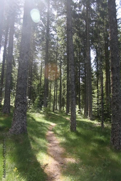 Fototapeta forêt ensoleillé