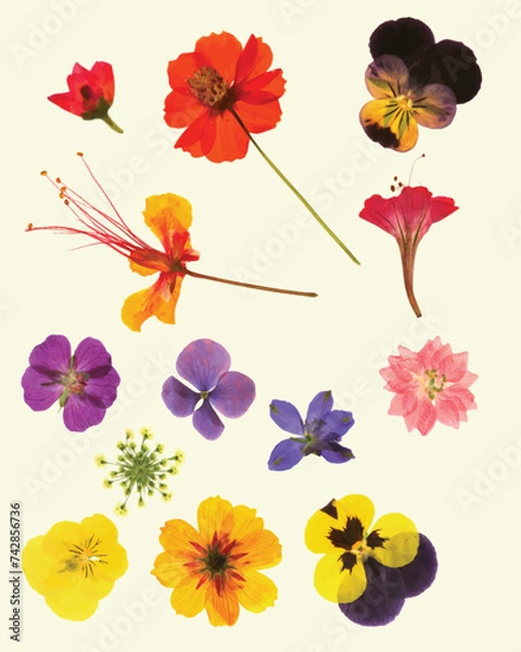 Fototapeta Dried Pressed Flower Vector Illustration