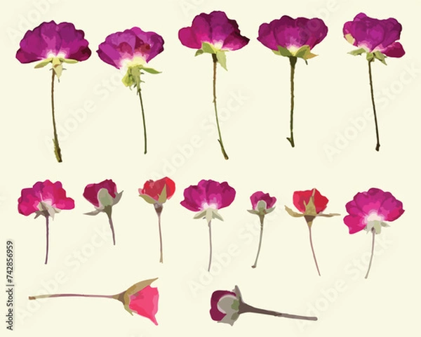 Fototapeta Dried Pressed Flower Vector Illustration