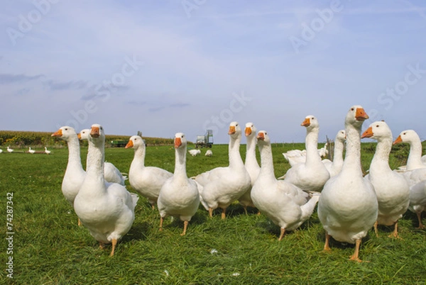Fototapeta Domestic Ducks (farm)