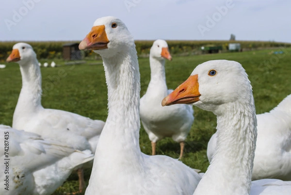 Fototapeta Duck (farm)