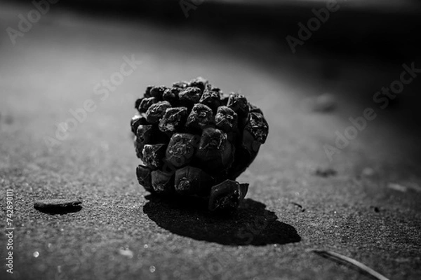 Obraz Pine cone