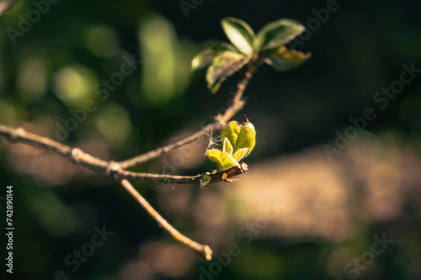 Obraz Polen on a leaf