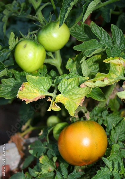 Obraz tomato plants