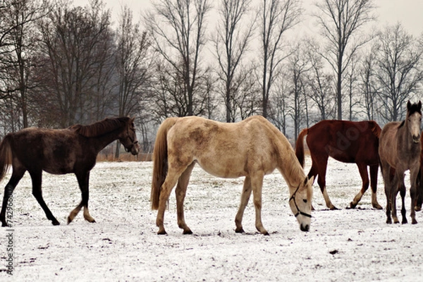 Fototapeta Pferdegruppe auf verschneiter Koppel