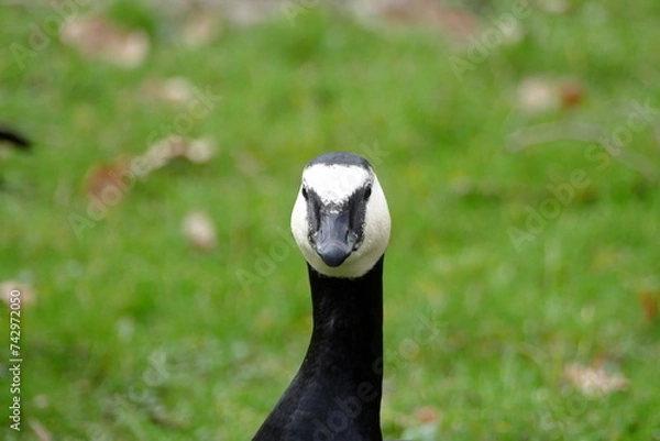 Obraz Portrait einer Nonnengans