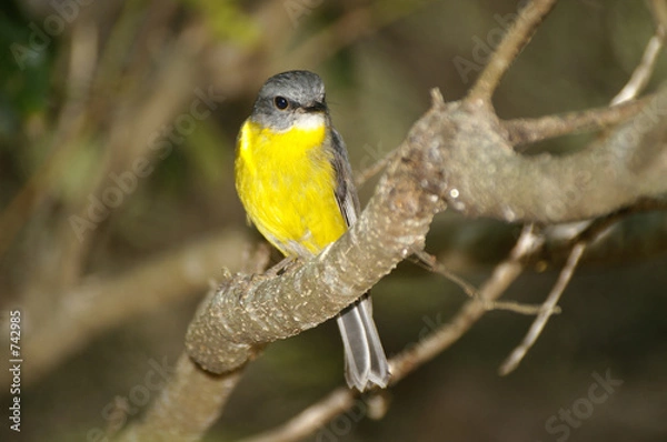 Fototapeta yellow robin