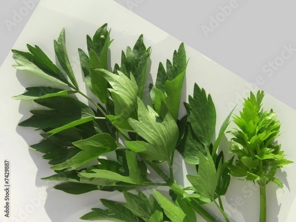 Obraz levisticum officinale