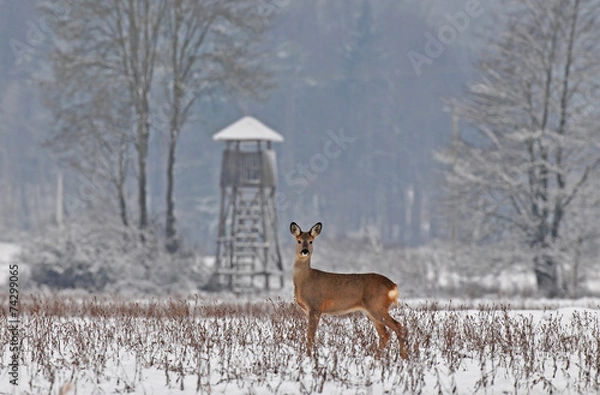 Fototapeta Jelenie w zimie z wieżą myśliwską w tle